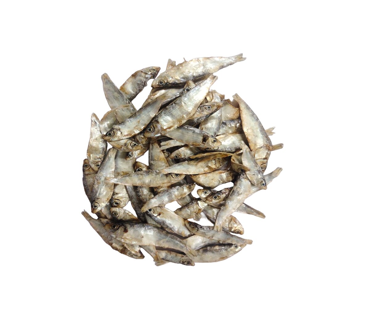 Sardine fish